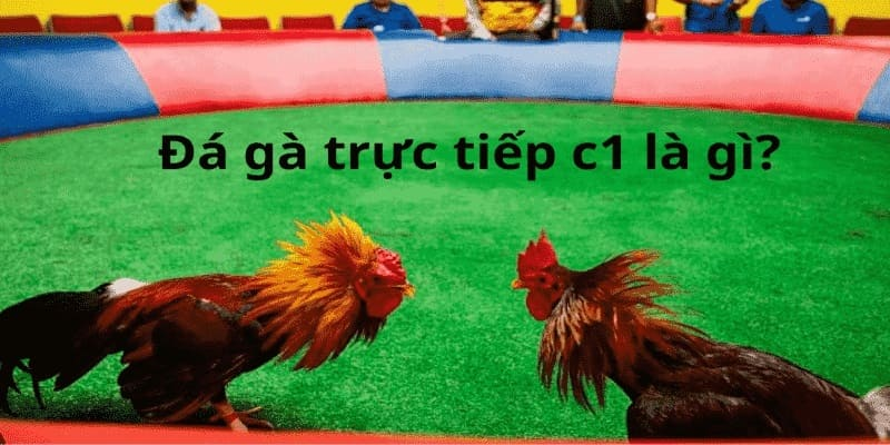 Bạn có thể tham gia cá cược trong khi xem đá gà trực tiếp