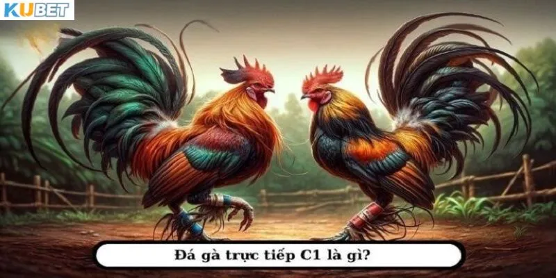 Đá gà trực tiếp C1